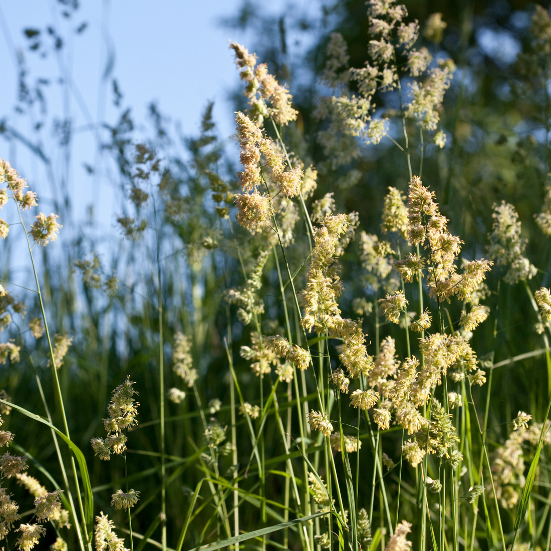 Breathe Easy, Naturally: Managing Hayfever with Ayurvedic Remedies