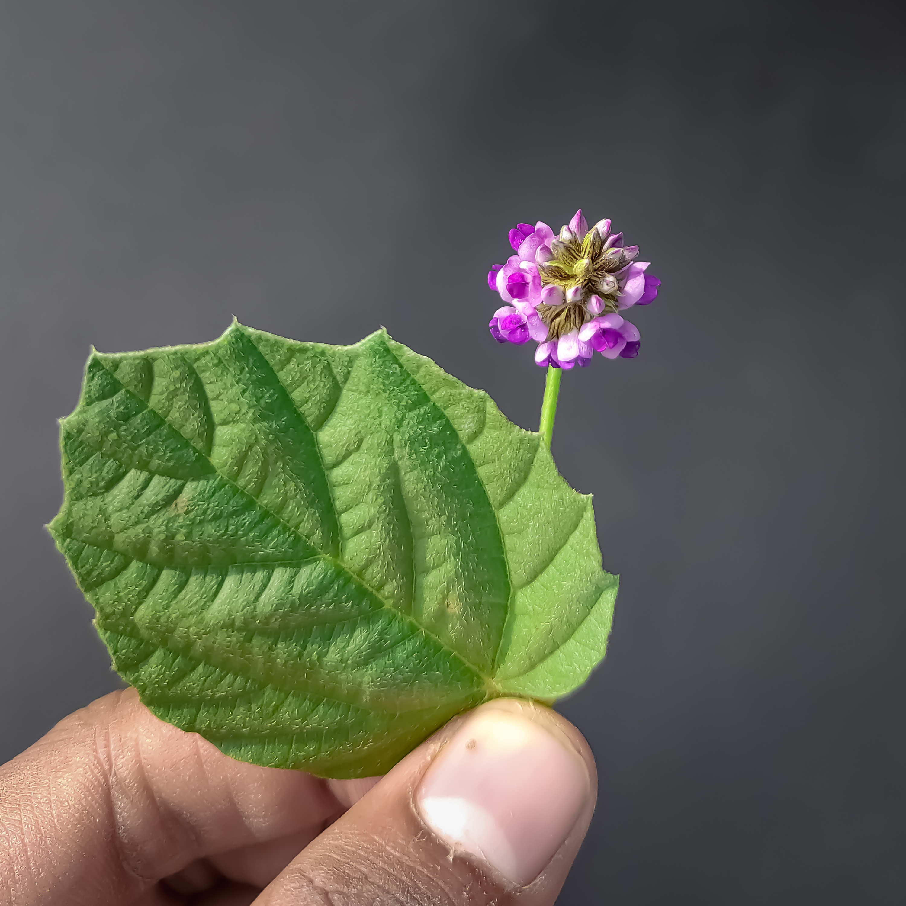 Why Bakuchiol Is the Natural Retinol Alternative Your Skin Has Been Craving
