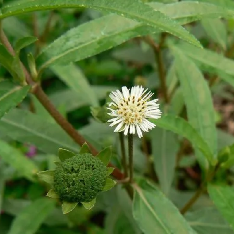 BHRINGRAJ