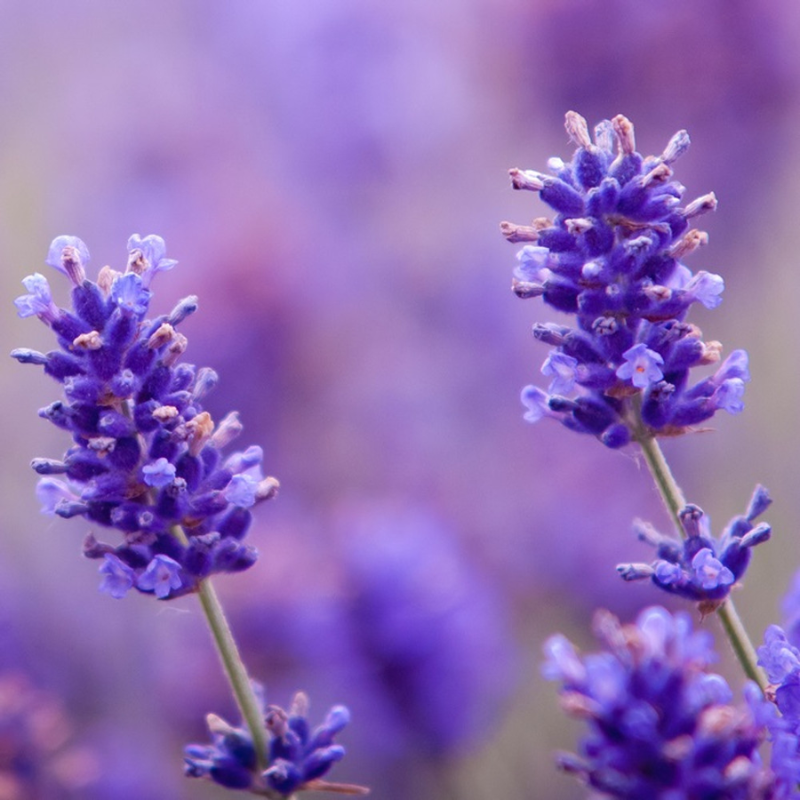 LAVENDER OIL