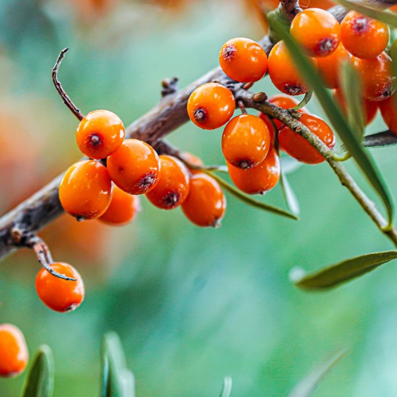 SEA BUCKTHORN OIL