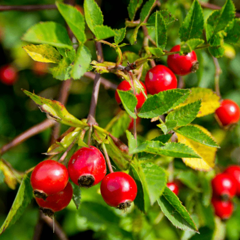 ROSEHIP OIL