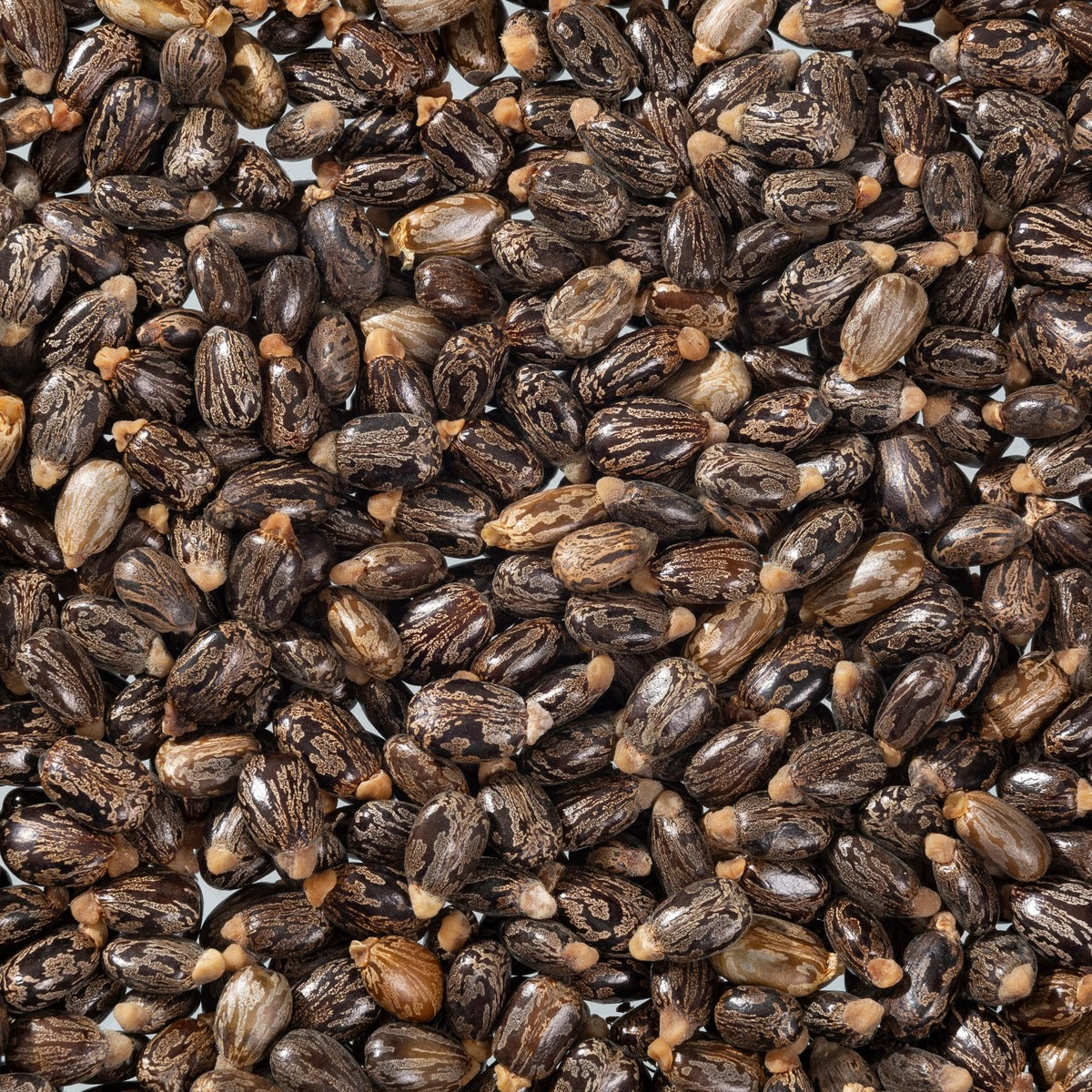 Castor Aa Castor Oil