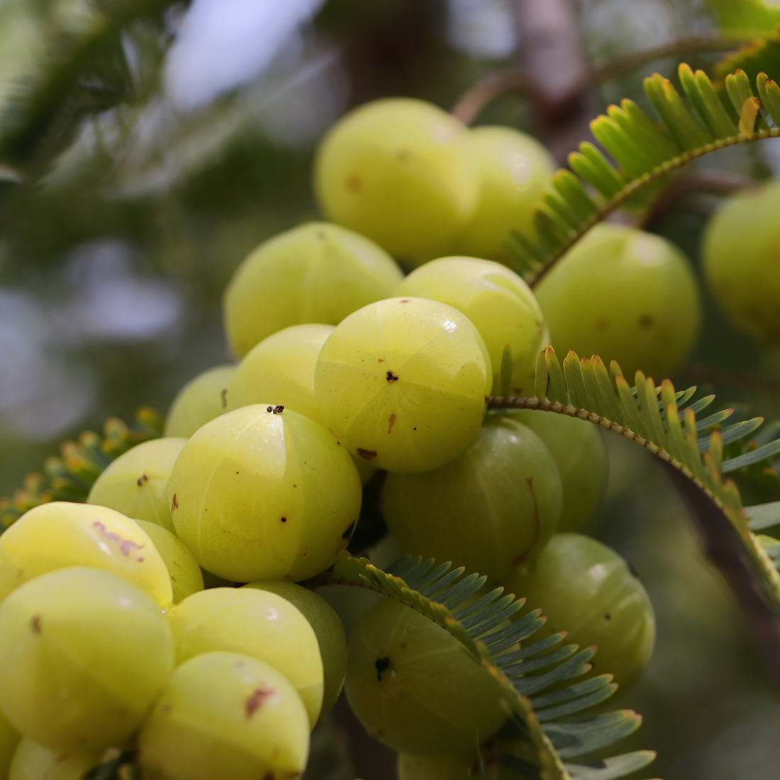 Ingredient Spotlight: The Power of Amla for Your Hair and Skin