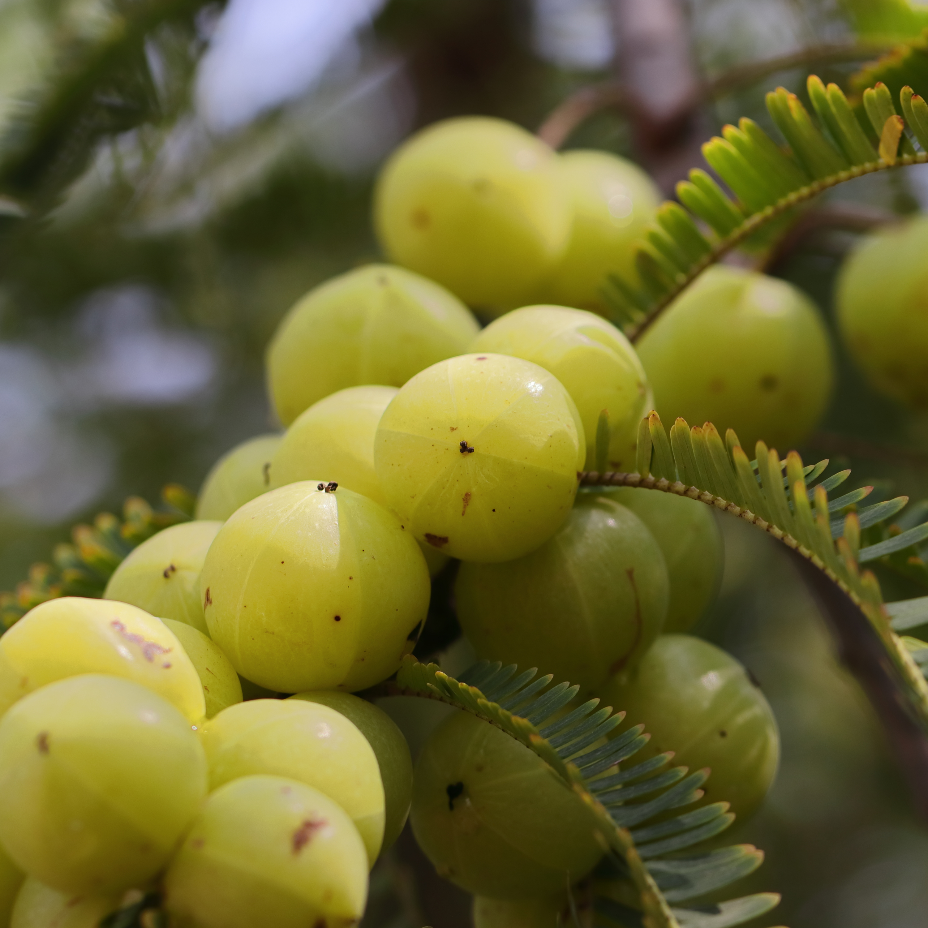 Ingredient Spotlight: The Power of Amla for Your Hair and Skin