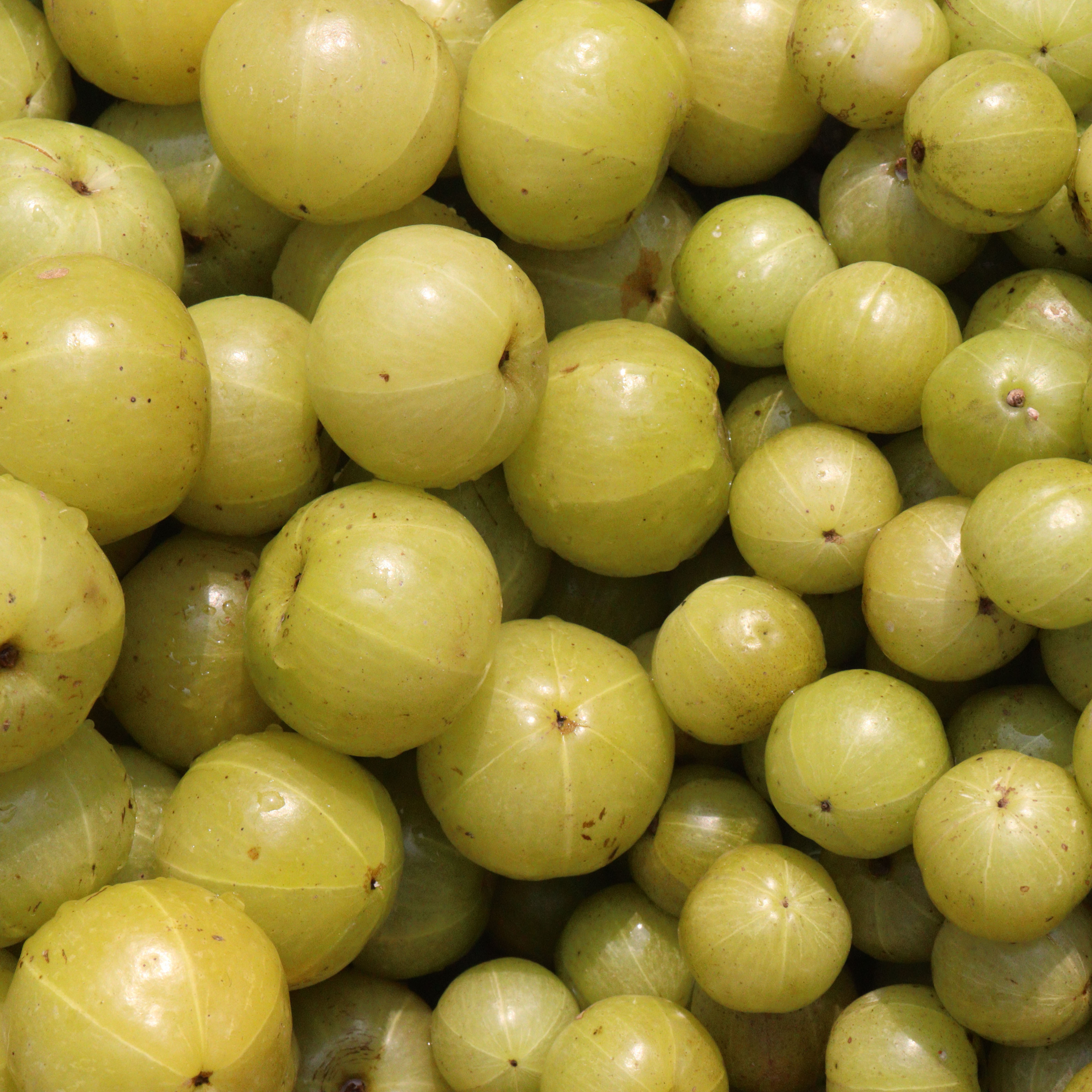 Amla for Hair: The Ancient Ayurvedic Secret to Stronger, Longer Hair